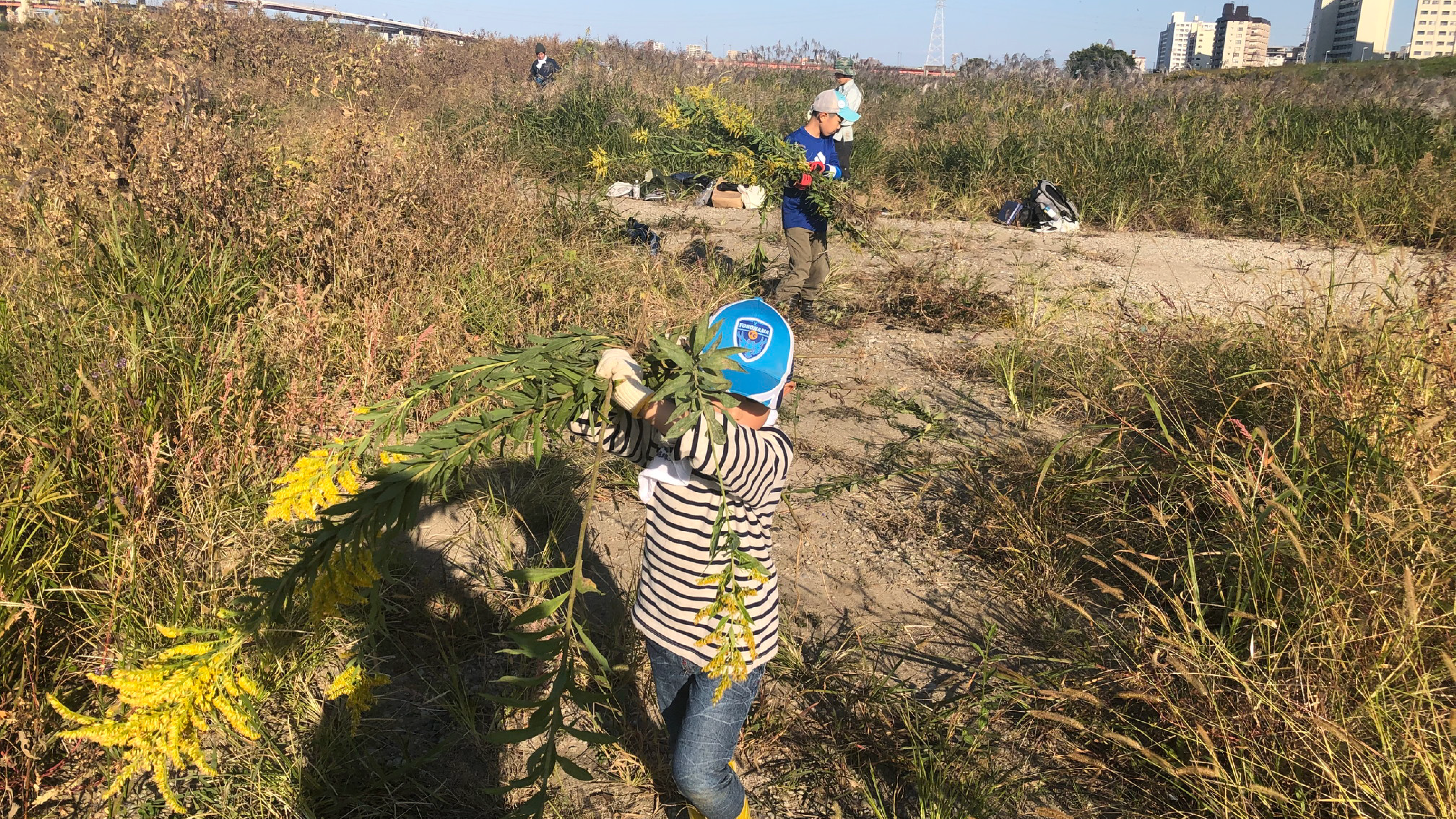 荒川下流域の外来植物防除活動